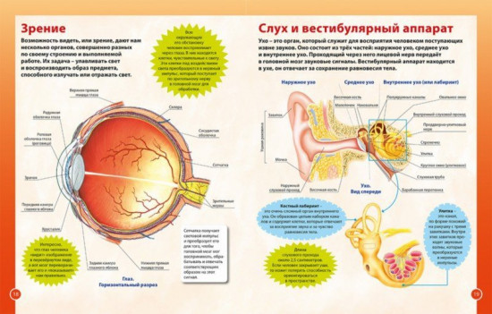 О теле человека для мальчиков и девочек