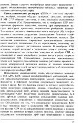 Физическая подготовка единоборцев - Фото 9