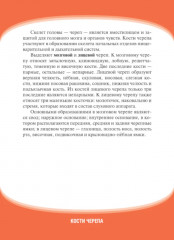 Анатомия человека. Кости черепа. 23 карточки - Фото 2