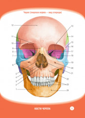Анатомия человека. Кости черепа. 23 карточки - Фото 3