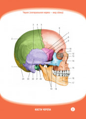 Анатомия человека. Кости черепа. 23 карточки - Фото 5