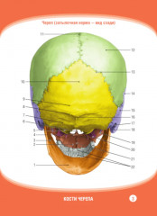 Анатомия человека. Кости черепа. 23 карточки - Фото 7