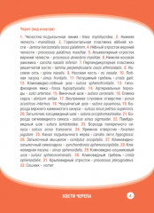 Анатомия человека. Кости черепа. 23 карточки - Фото 10