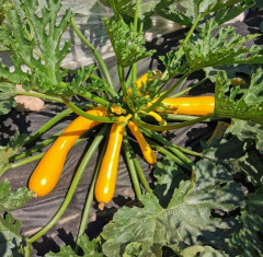 Семена кабачка «Саншайн F1» - Фото 1