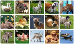 Игра развивающая «Домашние животные» - Фото 3