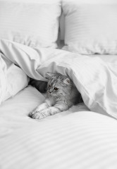 Комплект постельного белья «Royal» - Фото 5