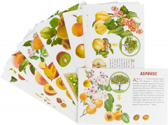 Фрукты. Обучающие карточки - Фото 1