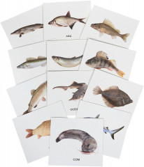 Карточки для развития ребенка «Рыбы России» - Фото 1