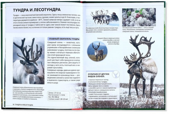 Животные России. Энциклопедия детская