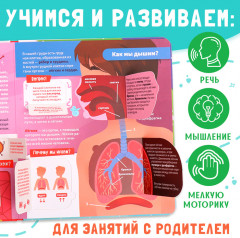 Как устроено моё тело? Книга с окошками - Фото 3