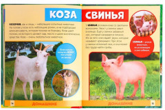 В мире животных. Фото-энциклопедия для детей - Фото 4