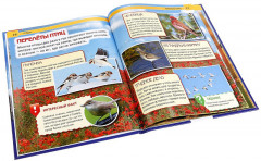 Птицы - Фото 2