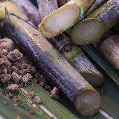 Маска-скраб для глубокого очищения пор «Satocane. Pore Purifying Scrub Mask» - Фото 6