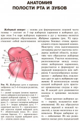 Анатомия человека. В 2 томах. Том 2 - Фото 10