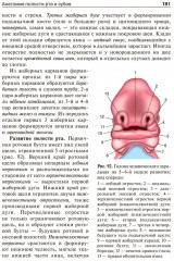 Анатомия человека. В 2 томах. Том 2 - Фото 11