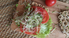 Семена для проращивания «Французский микс» в ассортименте - Фото 4