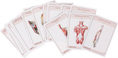 Анатомия человека. Миология - Фото 1