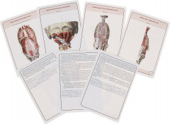 Анатомия человека. Миология - Фото 2