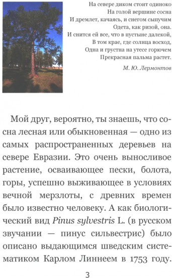 Тайны соснового леса