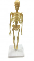 Набор исследовательский «Скелет человека» - Фото 1