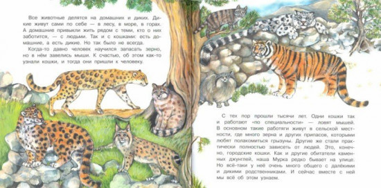 Большая кошачья семья