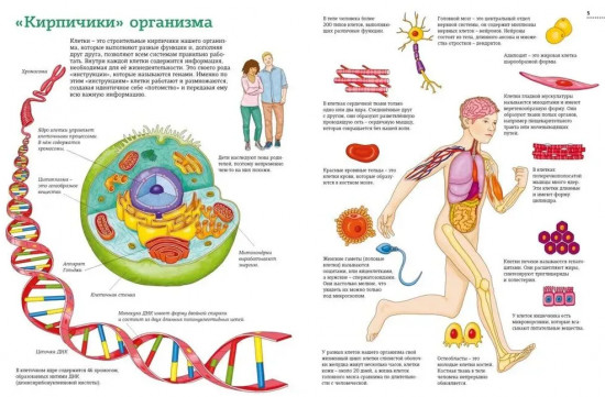 Тело человека. Атлас анатомии в картинках