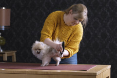 Триммер для стрижки животных 1586-0064 Prima - Фото 5