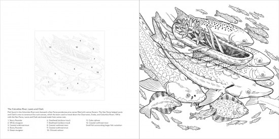Color the Pacific Northwest. A Timber Press Coloring Book