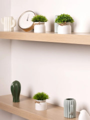 Набор растений декоративных в горшках «New Green» - Фото 2