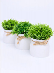 Набор растений декоративных в горшках «New Green» - Фото 3