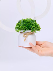 Набор растений декоративных в горшках «New Green» - Фото 5