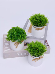 Набор растений декоративных в горшках «New Green» - Фото 7