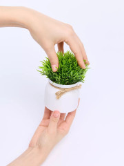 Цветок декоративный «Little Green» - Фото 1