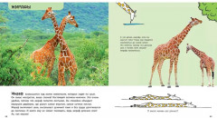 Чудеса животного мира. Комплект из 4 книг - Фото 2