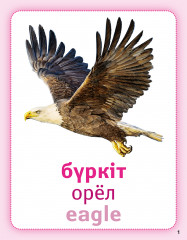 Әлем құстары. Птицы мира. Birds of the world. Дидактикалық карточкалар. Дидактические карточки - Фото 1