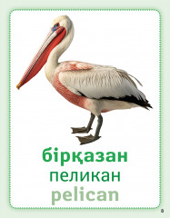 Әлем құстары. Птицы мира. Birds of the world. Дидактикалық карточкалар. Дидактические карточки - Фото 2