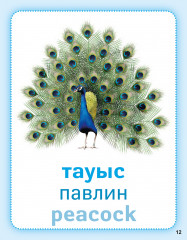 Әлем құстары. Птицы мира. Birds of the world. Дидактикалық карточкалар. Дидактические карточки - Фото 3
