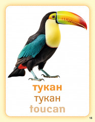 Әлем құстары. Птицы мира. Birds of the world. Дидактикалық карточкалар. Дидактические карточки - Фото 4