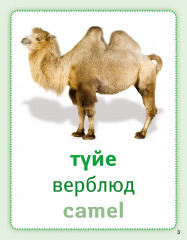 Ферма жануарлары. Животные фермы. Farm animals. Дидактикалық карточкалар. Дидактические карточки - Фото 2