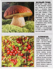 Карточки развивающие «Ягоды и грибы» - Фото 1