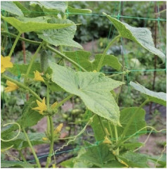 Сетка шпалерная - Фото 3