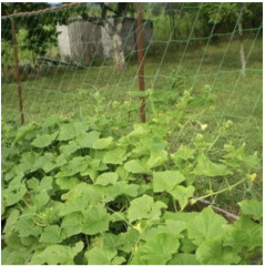 Сетка шпалерная - Фото 4