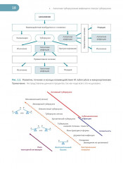 Латентная туберкулезная инфекция. Эпидемиология, патогенез, диагностика, лечение - Фото 3