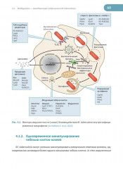 Латентная туберкулезная инфекция. Эпидемиология, патогенез, диагностика, лечение - Фото 5