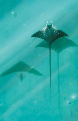 Диковинные животные - Фото 1