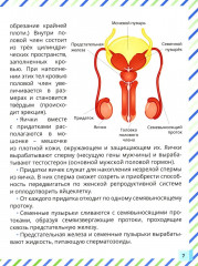 Половое воспитание — что обязательно надо знать! Почему меняется моё тело? Комплект из 2 книг - Фото 7