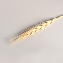 Набор декоративных сухоцветов «Рожь» - Фото 3