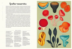 Энциклопедия про грибы. Грибариум - Фото 2