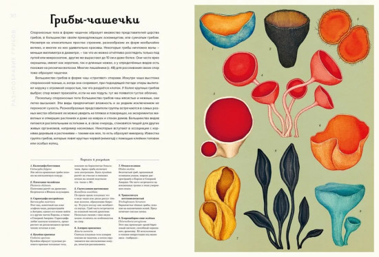 Энциклопедия про грибы. Грибариум