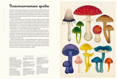 Энциклопедия про грибы. Грибариум - Фото 3